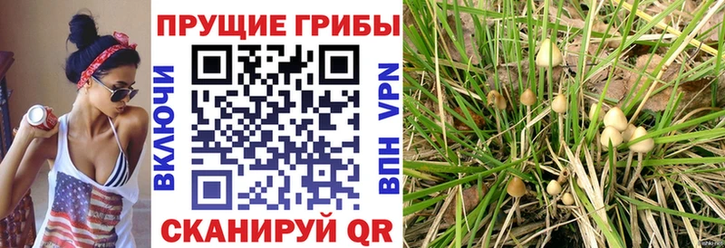 Галлюциногенные грибы MAGIC MUSHROOMS  shop Telegram  Качканар 
